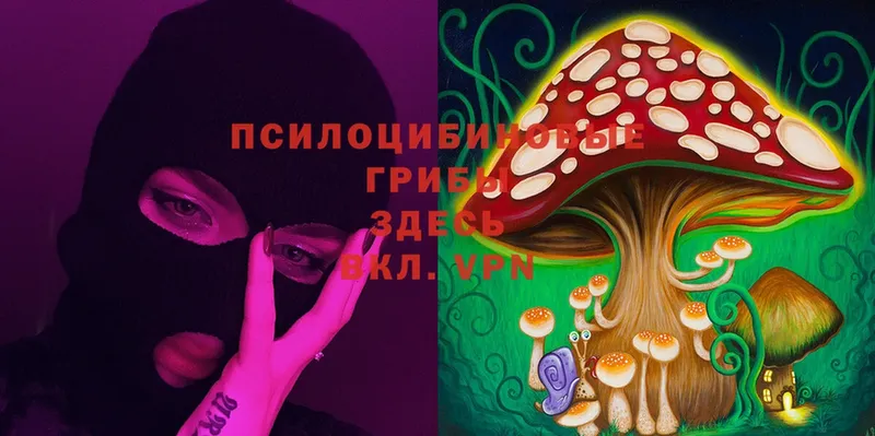 Галлюциногенные грибы Cubensis  Знаменск 